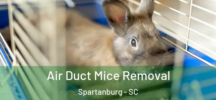  Air Duct Mice Removal Spartanburg - SC
